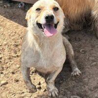 Beto (2 Jahre jung, 25-30cm klein) für Anfänger geeignet - Pflegestelle o. Zuhause gesucht!