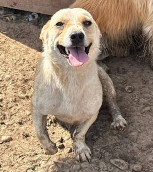 Beto (2 Jahre jung, 25-30cm klein) für Anfänger geeignet - Pflegestelle o. Zuhause gesucht!