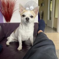 Chihuahua als Deckrüde