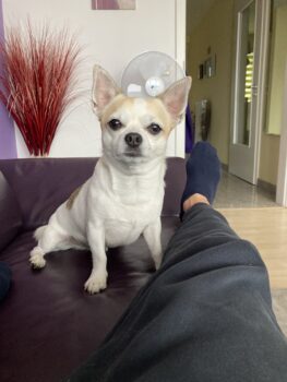 Chihuahua als Deckrüde