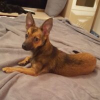 MAX ***Zuhause gesucht*** 1 Jahr / 5,5 kg / mit VIDEO