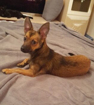 MAX ***Zuhause gesucht*** 1 Jahr / 5,5 kg / mit VIDEO