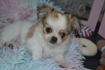 Typvoller Chihuahua Langhaar Rüde aus seriöser VDH Zucht