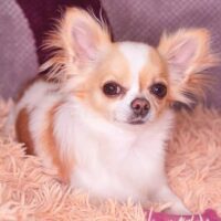 Suchen Chihuahua 1-7 Jahre oder Welpe