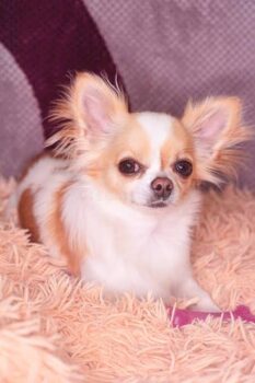 Suchen Chihuahua 1-7 Jahre oder Welpe