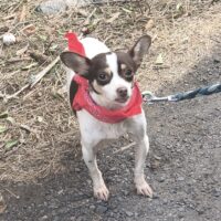 MINI - 2,5 J. alte Chihuahua-Mix-Hündin, sehr liebevoll, ruhig, perfekt mit Kindern, Katzen, Hunden