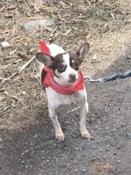 MINI - 2,5 J. alte Chihuahua-Mix-Hündin, sehr liebevoll, ruhig, perfekt mit Kindern, Katzen, Hunden