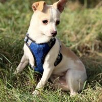 Ich heiße Nugget ....