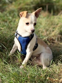 Ich heiße Nugget ....