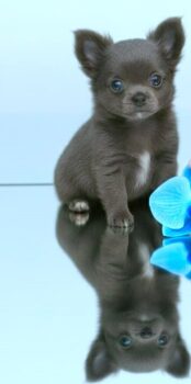Chihuahua Welpe Rüde Prinz Fendi , blau-weiß, blue, Ahnentafel sucht Bund fürs Hundeleben