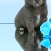 Chihuahua Welpe Rüde Prinz Fendi , blau-weiß, blue, Ahnentafel sucht Bund fürs Hundeleben