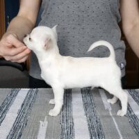 Reinrassige KH/LH Chihuahua Welpen