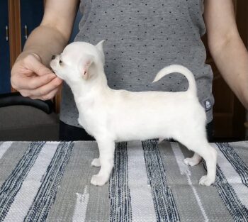 Reinrassige KH/LH Chihuahua Welpen