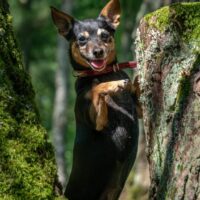 Pepe • Weibchen • geb.ca. 2014-2016 • 30cm • 5kg