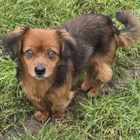 Mischling MILO (3 Jahre; 5,5 kg) sucht sein Körbchen