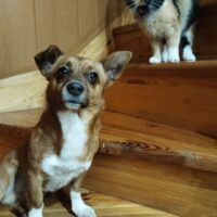 FELIX - ca. 2-3 Jahre, ca. 20/25 cm