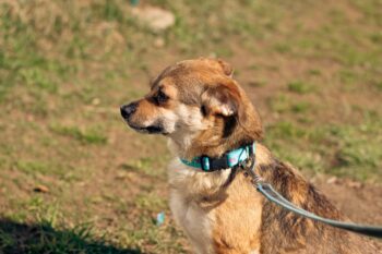 Ruge: Weibchen • geb.ca. 2018-2020 • 35cm