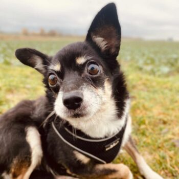 Miniaturansicht für das Anzeigenbild