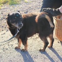 Denis: Rüde • geb.ca. 2016-2018 • 35cm