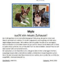 der kleine MYLO sucht sein Traumzuhause 😻