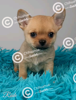 Chihuahua Welpen vom Züchter mit Ahnentafel