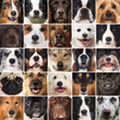 Hundeschnauzen - Collage
