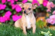 Chihuahua Puppy Sitting in Grass