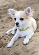 chihuahua puppy on the beach sand