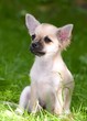 sweet Chihuahua puppy on a green lawn