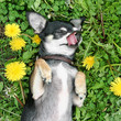 chihuahua in the grass (allergy concept)