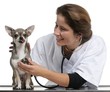Vet examining a Chihuahua with a stethoscope in front of white
