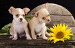 Chihuahua puppy and sunflower