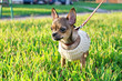 miniature chihuahua puppy  wearing knitted jacket
