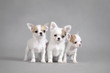 Chihuahua puppies portrait