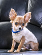 cute chihuahua puppy wearing white knitted sweater