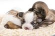 sweet chihuahua puppies litter huddled together in fur pet bed