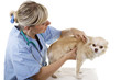 Weiblicher Tierarzt untersucht kleinen Hund