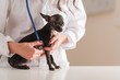 Female Doctor Examining Chihuahua Dog