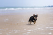 Dog playing at the beach