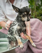 Cute Obedient Little Chihuahua Gets a Bath and Shampoo