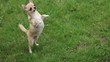 chihuahua jumping on two legs on the grass- 1920x1080