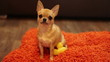 beautiful chihuachua wags its tail  on the orange pillow